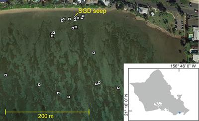 Nutrient-rich submarine groundwater discharge increases algal carbon uptake in a tropical reef ecosystem